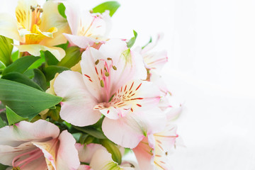 Alstroemeria