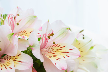 Obraz premium Alstroemeria