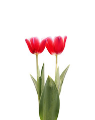 Red Tulip flowers are blooming isolated on white background with clipping path