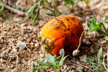 Areca nut on the ground in the park