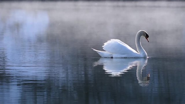 swan on the lake with morning fog