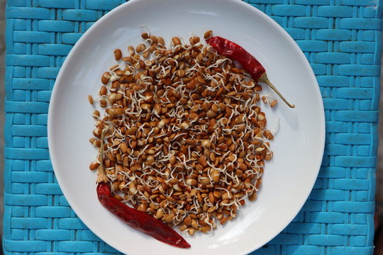 Horse gram sprouts, Macrotyloma uniflorum, germinated beans as healthy breakfast, macrobiotic diet