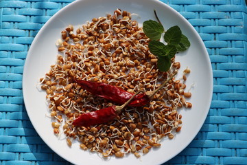 Horse gram sprouts, Macrotyloma uniflorum, germinated beans as healthy breakfast, macrobiotic diet