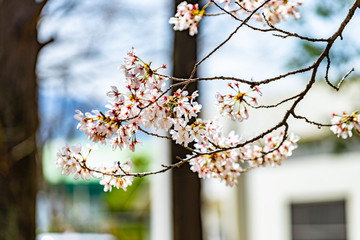 벚꽃 (Cherry Blossom)