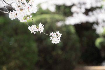 벚꽃 (Cherry Blossom)