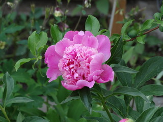 pink flower in the garden