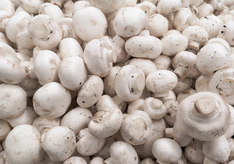 White champignons on a shelf in a store