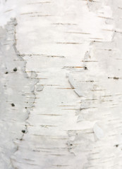 White bark on a birch as an abstract background