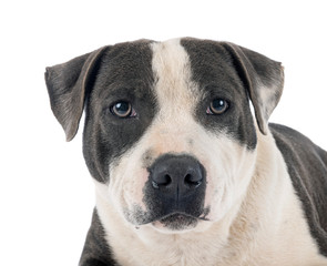 staffordshire bull terrier