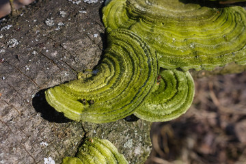Hairy bracket of The trametes hirsuta mushroom with a greenish tinge.