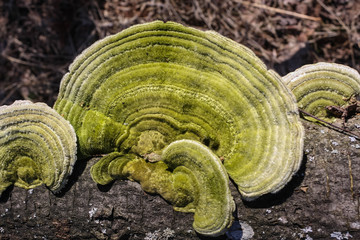 Hairy bracket of The trametes hirsuta mushroom with a greenish tinge.