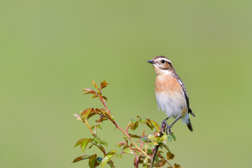 Bird - Red-backed Shrike (Lanius collurio)