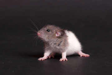 domestic baby rat