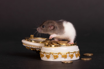 baby rat with a casket of gold coins