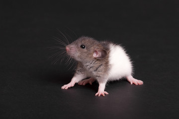portrait of a domestic baby rat