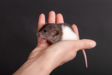 domestic baby rat in the palm