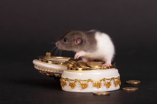 Baby Rat With A Casket Of Gold Coins