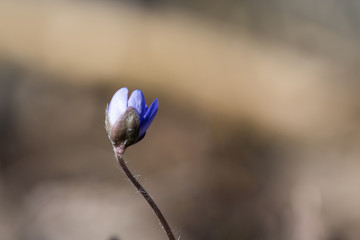 Blue Anemone bud close up