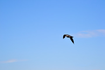 flying bird against blue sky
