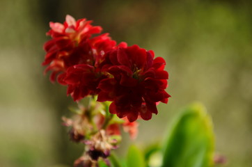 beautiful pink calanchoe blossom close up