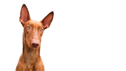 Close-up photo of a cute, funny Pharaoh hound on a white background. banner