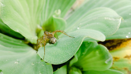 gerridae is stare at the top of the hyacinth