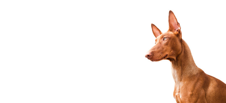 Close-up photo of a cute, funny Pharaoh hound on a white background. banner