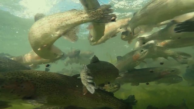 natural environment, stream bottom,Trouts in the lake, trout eating and swimming, underwater view