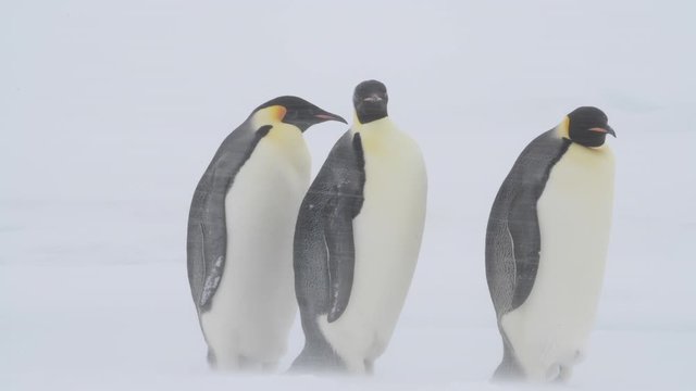 Emperor Penguins on ice in snow strom