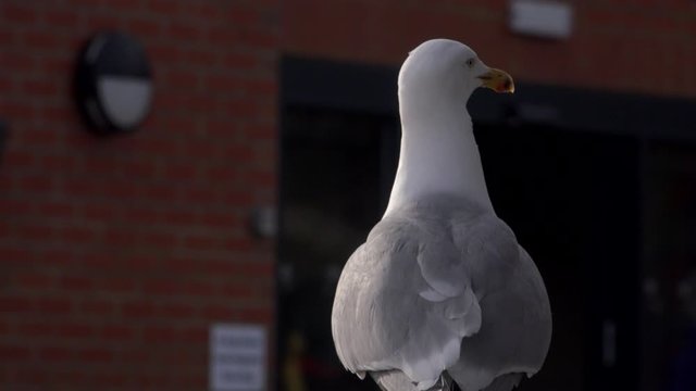 Gull in foreground in seaside with people UK England 4K