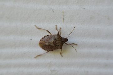 Stink bug