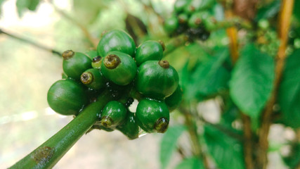 coffee fruit that is green and looks so fresh after rain