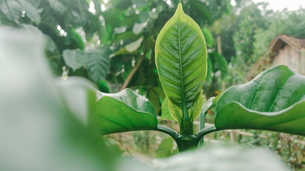 Fototapeta na wymiar Green coffee leaves look fresh