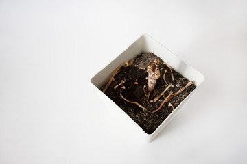 dead flower