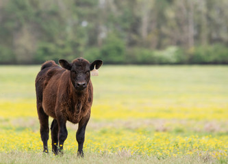 Lone Angus calf in buttercup-filled pasture