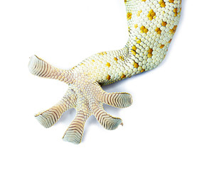Close up Gecko leg, finger gecko isolated white background