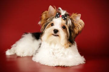 Biewer Yorkshire Terrier on colored backgrounds