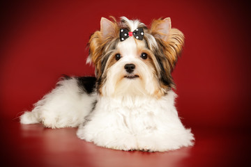 Biewer Yorkshire Terrier on colored backgrounds
