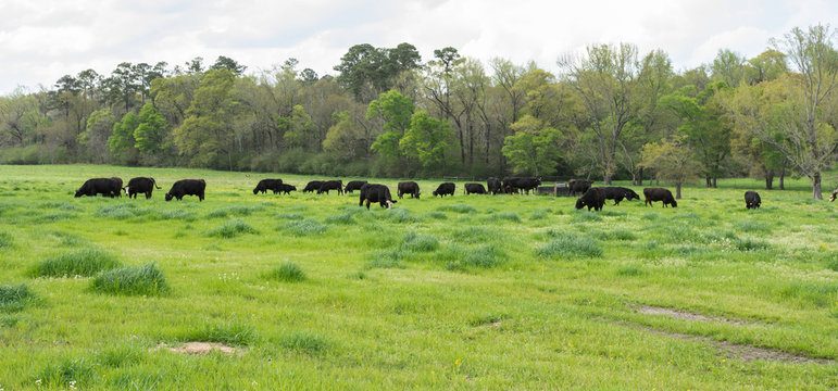 Web banner of Angus herd in springtime pasture