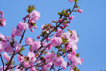 八重桜