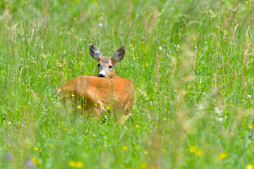 Roe Deer in a field with grass