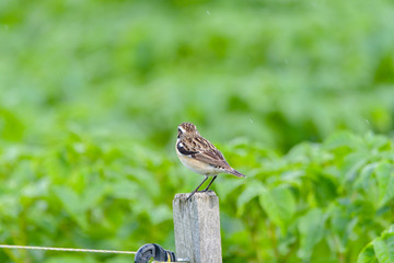 Bird - Red-backed Shrike (Lanius collurio)