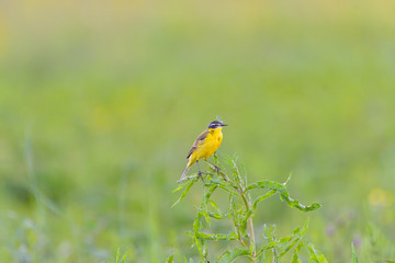 Bird - Yellow Wagtail (Motacilla flava) male, spring time
