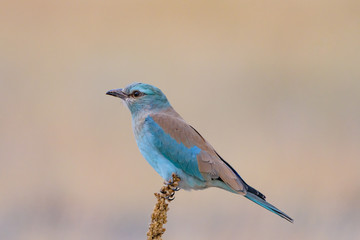 European roller, perched on a twig, close-up