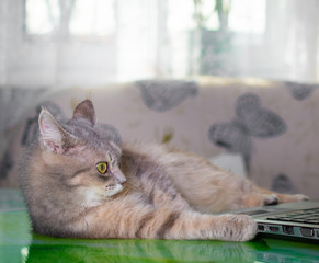 Fototapeta na wymiar Fluffy grey and brown cat with green eyes on distance learning at home at a laptop, quarantine, isolation, work from home, learning from home, freelance