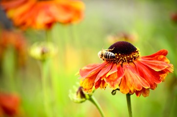 Honey Bee on Orange Autumn Flower