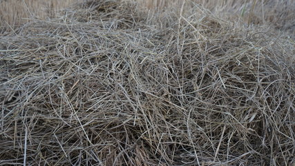 Dry straw in the fields