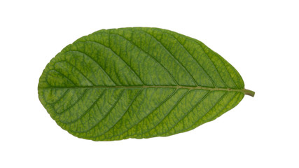 Fototapeta na wymiar Guava leaves with natural fiber texture isolated mode