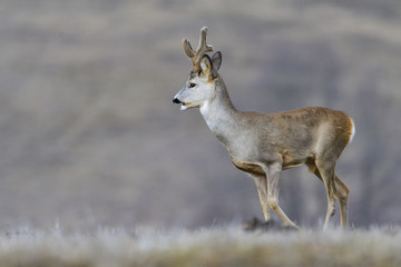 Fototapeta premium Wild roe deer in a field