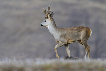Fototapeta premium Wild roe deer in a field